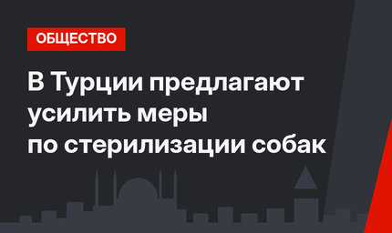 В Турции предлагают усилить меры по стерилизации собак