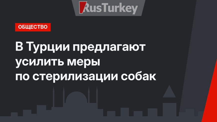 В Турции предлагают усилить меры по стерилизации собак