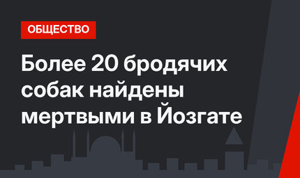Более 20 бродячих собак найдены мертвыми в Йозгате