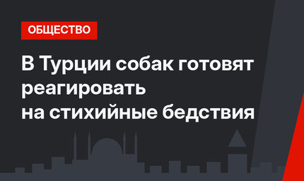 В Турции собак готовят реагировать на стихийные бедствия