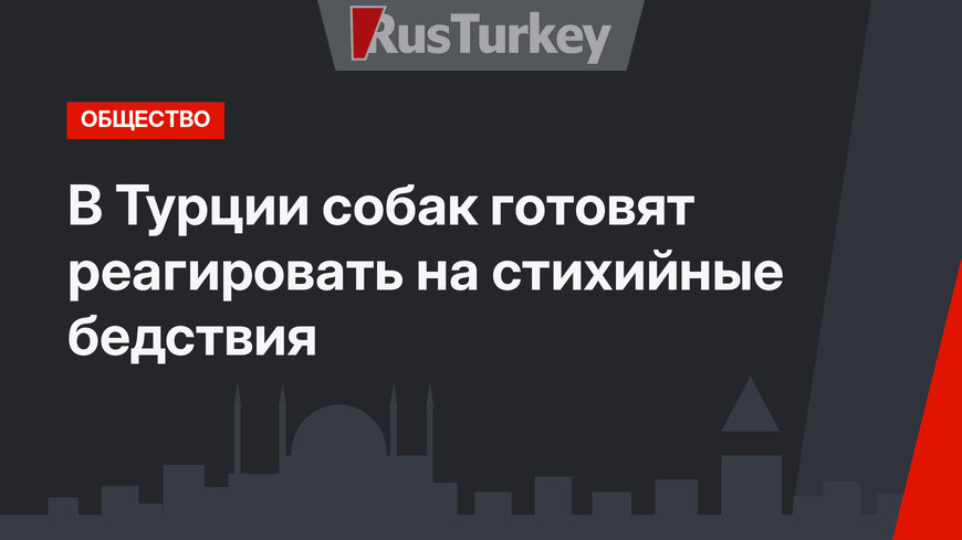 В Турции собак готовят реагировать на стихийные бедствия