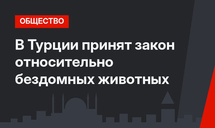 В Турции принят закон относительно бездомных животных