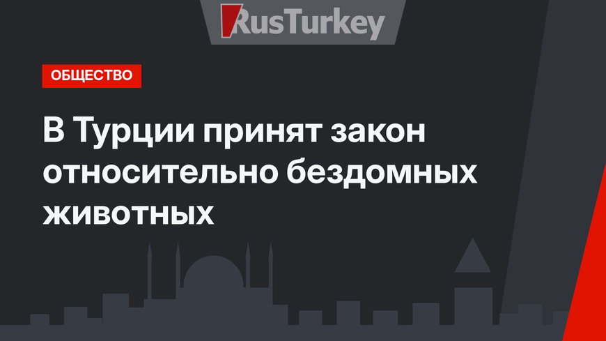 В Турции принят закон относительно бездомных животных