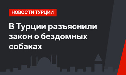 В Турции  разъяснили закон о бездомных собаках