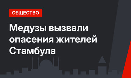 Медузы вызвали опасения жителей Стамбула