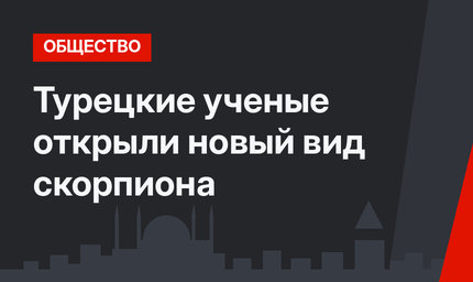 Турецкие ученые открыли новый вид скорпиона