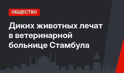 Диких животных лечат в ветеринарной больнице Стамбула