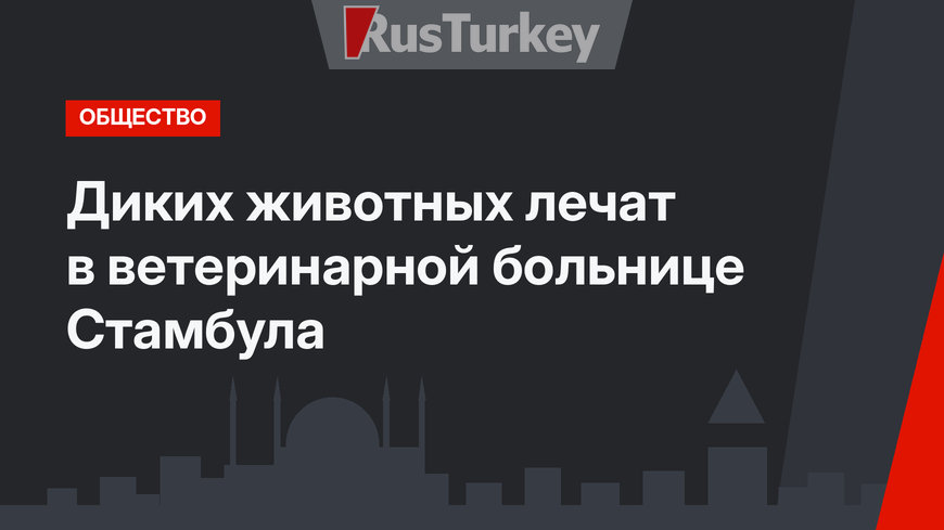 Диких животных лечат в ветеринарной больнице Стамбула