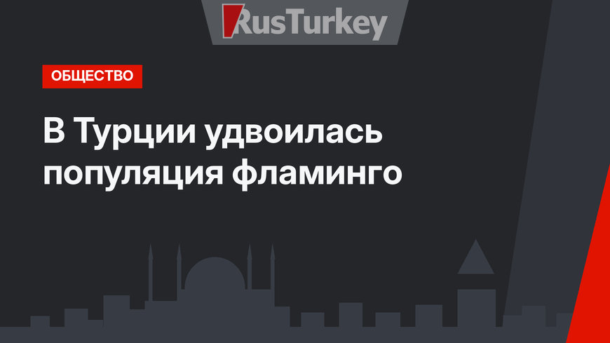 В Турции удвоилась популяция фламинго