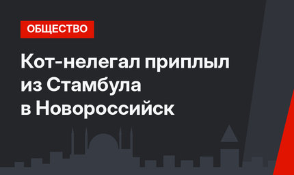 Кот-нелегал приплыл из Стамбула в Новороссийск