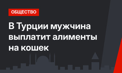 В Турции мужчина выплатит алименты на кошек