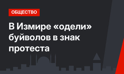 В Измире «одели» буйволов в знак протеста