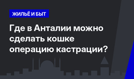    Где в Анталии можно сделать кошке операцию кастрации?