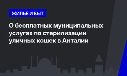  О бесплатных муниципальных услугах по стерилизации уличных кошек в Анталии   