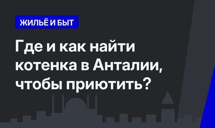   Где и как найти котенка в Анталии, чтобы приютить?  