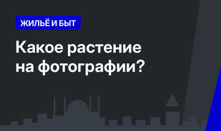 Какое растение на фотографии?