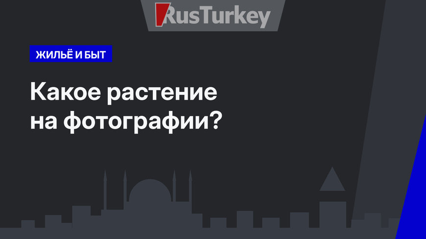 Какое растение на фотографии?